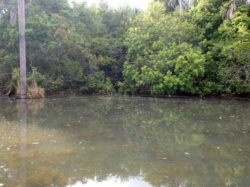 Lago Sandavol (Reserva Nacional Tambopata), Amazon, Peru.